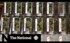Weed strains: Marijuana marketing - spin or science?