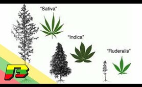 3 Types of Cannabis Explained | BammerTV