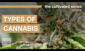 3 Types of Cannabis | Exploring Indica, Sativa and Hybrids