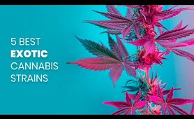 The 5 Best Exotic Cannabis Strains