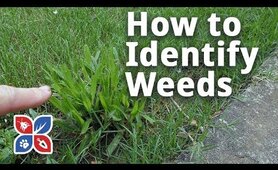 Do My Own Lawn Care - How to Identify Weeds in Grass - Ep23